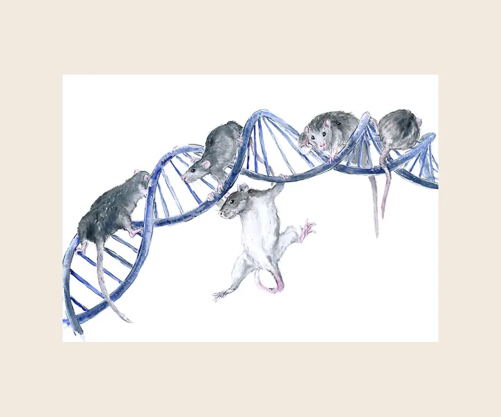 potkani v DNA
